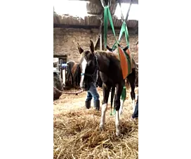 Alle hijsdekens voor dieren Hijsdeken voor het liften van grote dieren - 8 lussen - Op maat